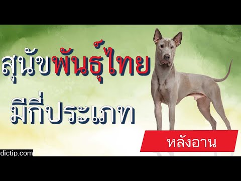 สุนัขพันธุ์ไทยมีกี่ประเภท ลักษณะ สุนัขไทยหลังอาน ประวัติสุนัขไทย สุนัข พันธุ์ไทย เฝ้าบ้าน บางแก้ว